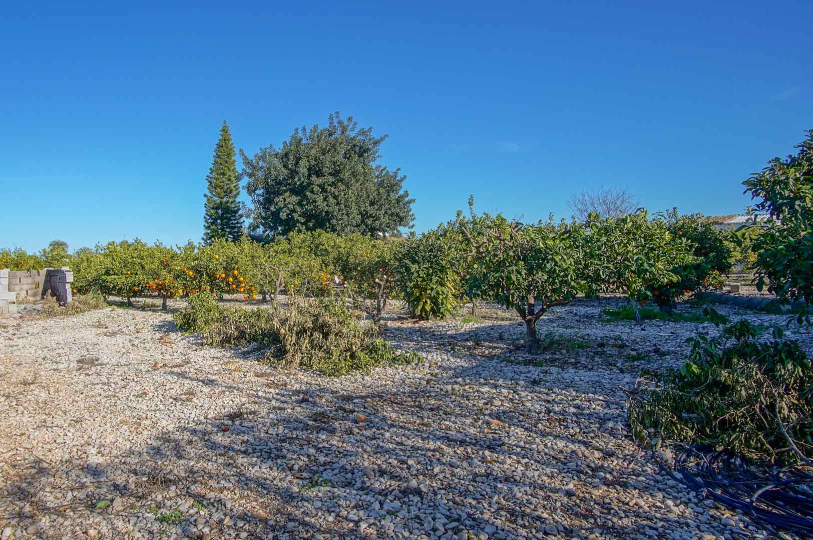 Terrain avec arbres fruitiers