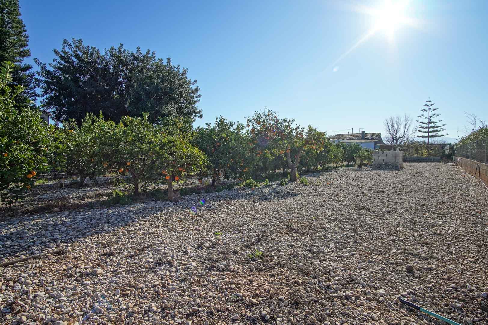 Terrain avec arbres fruitiers
