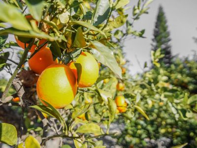 Jardin avec arbres fruitiers