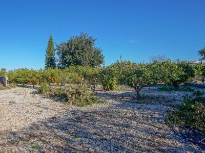 Terrain avec arbres fruitiers