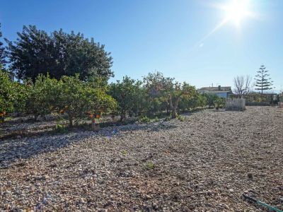 Terrain avec arbres fruitiers