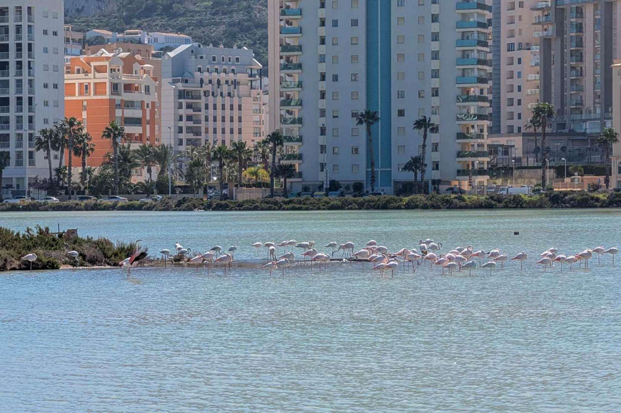 Salines de Calpe avec flamants