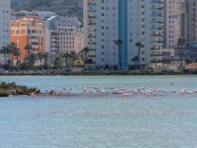 Salines de Calpe avec flamants