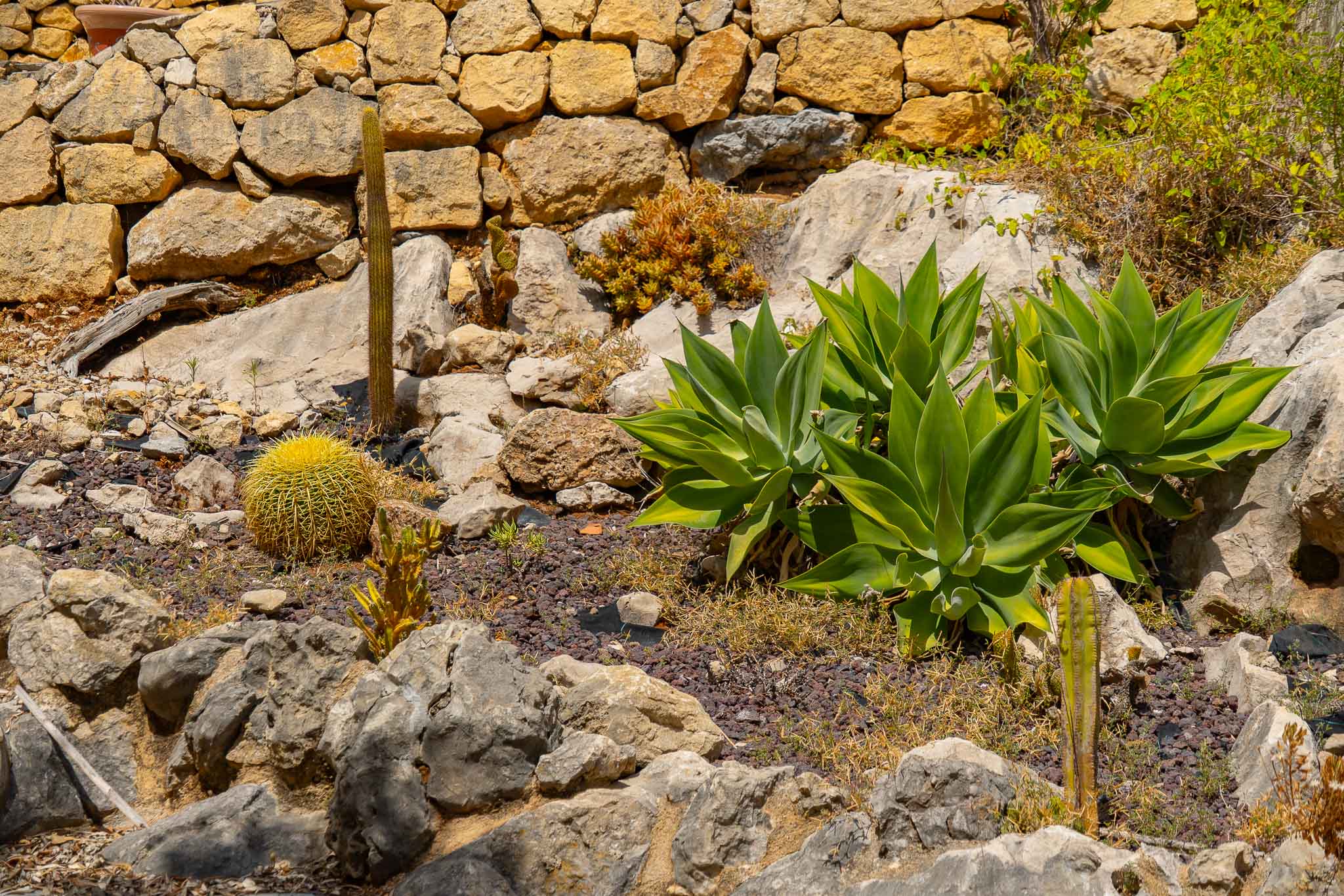 Jardin méditerranéen avec cactus