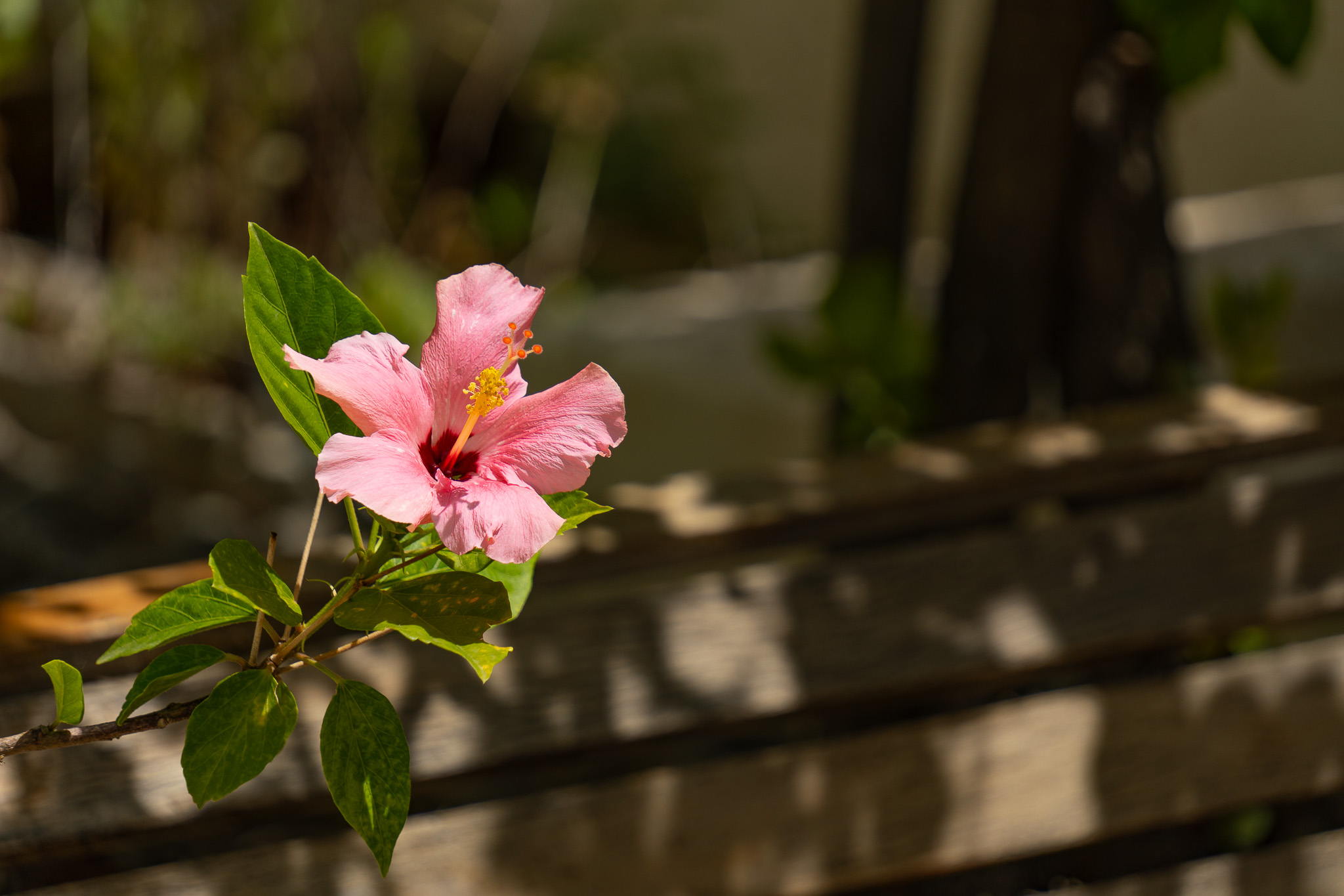Détail du jardin