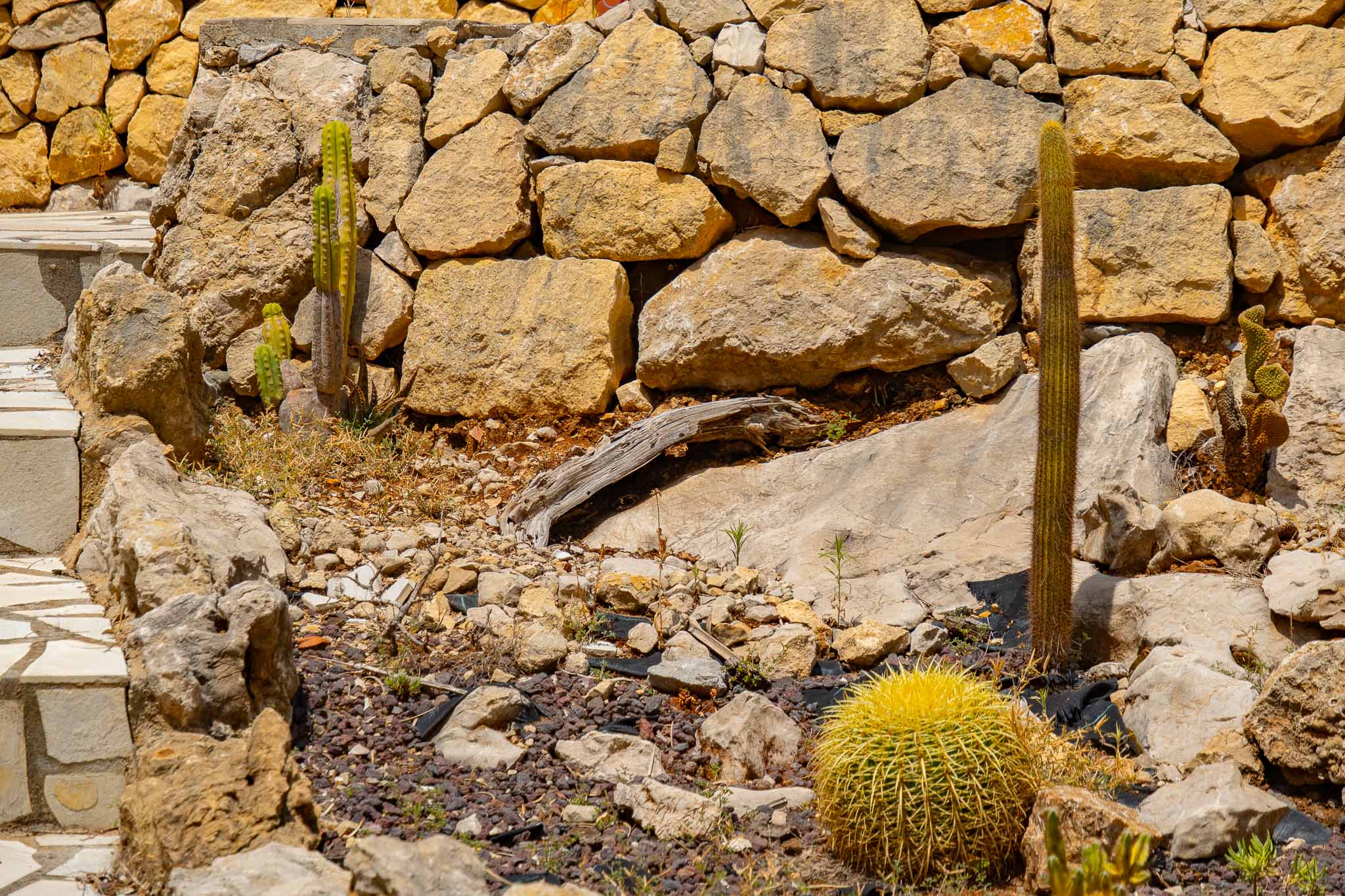 Jardin de cactus