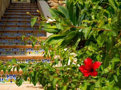 Escalier extérieur du jardin