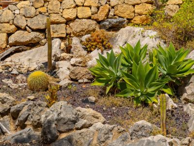 Jardin méditerranéen avec cactus