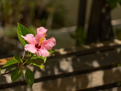 Détail du jardin