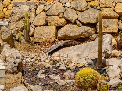 Jardin de cactus