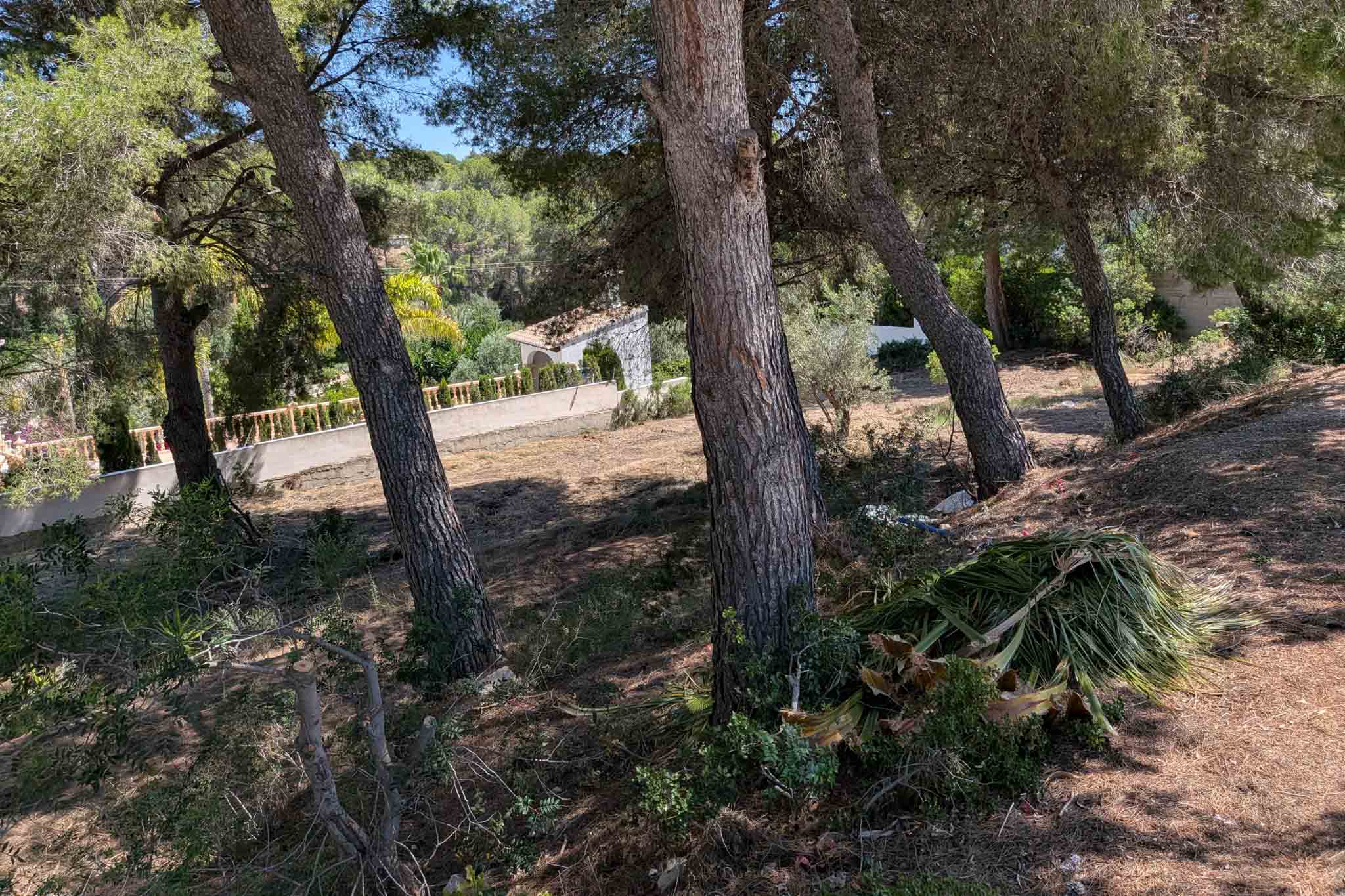 Terrain arboré de pins