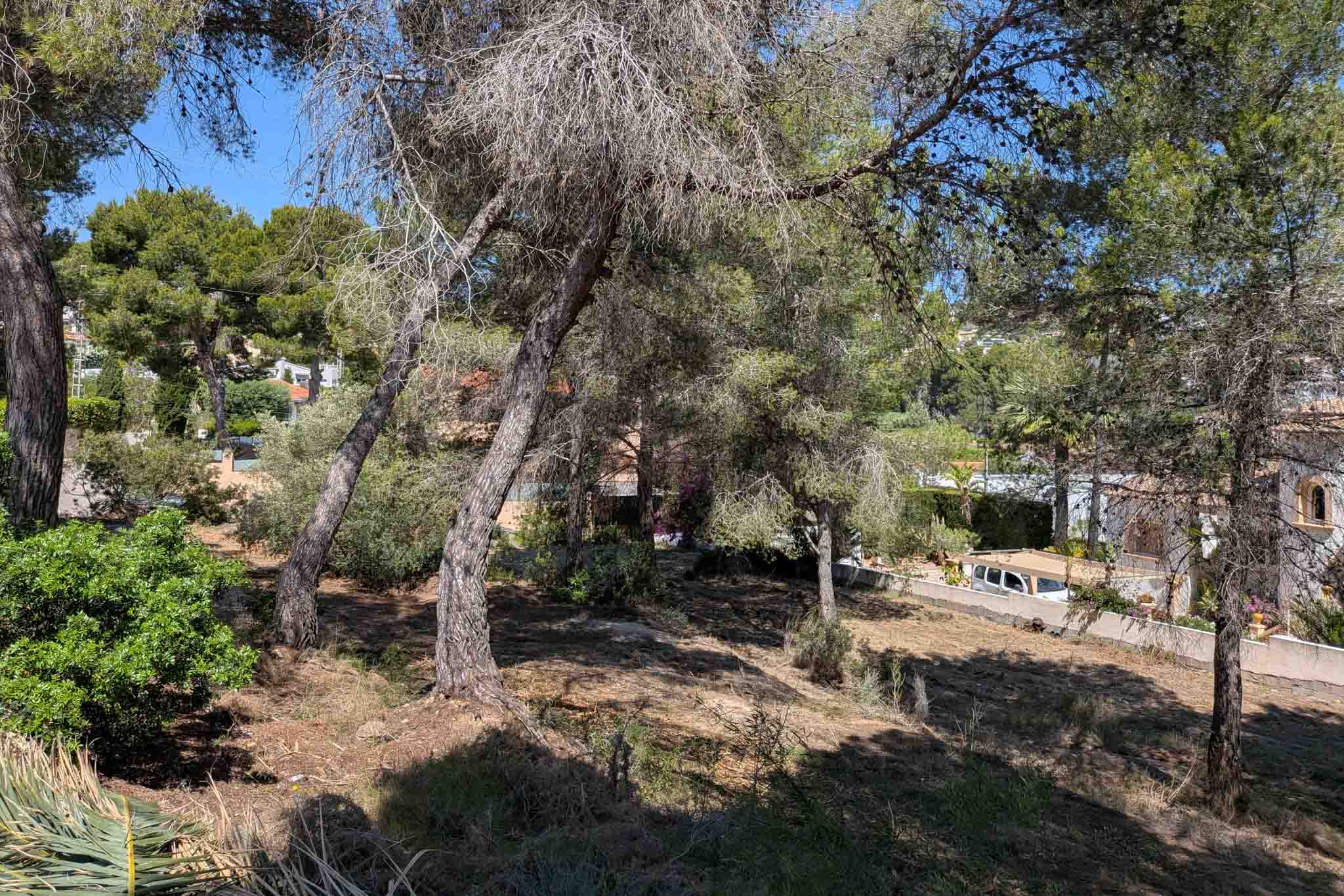 Vue du terrain avec arbres