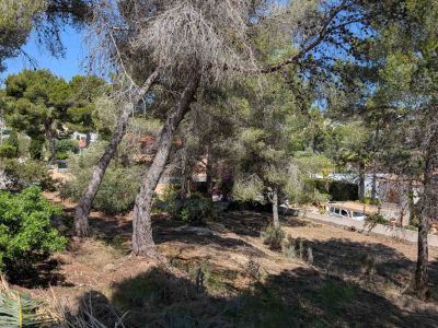 Vue du terrain avec arbres