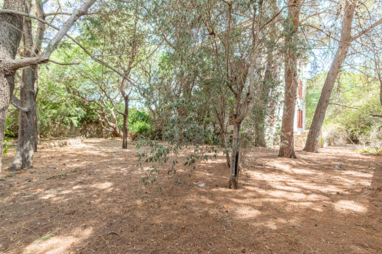 Jardin arboré