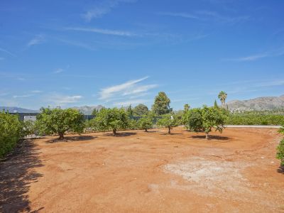Terrain avec arbres fruitiers