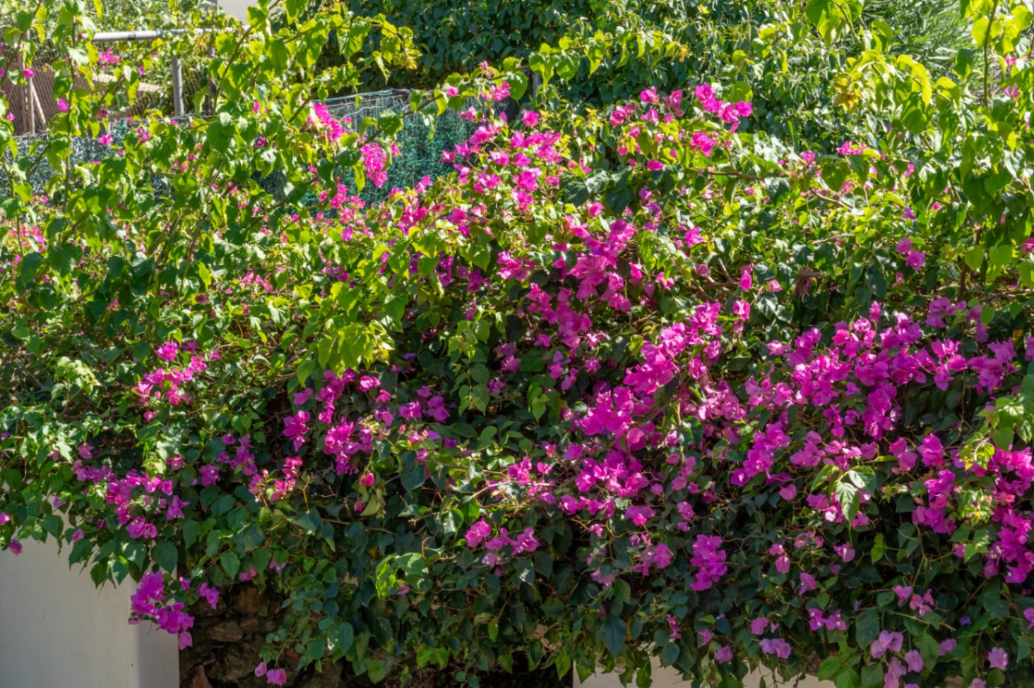 Détail du jardin