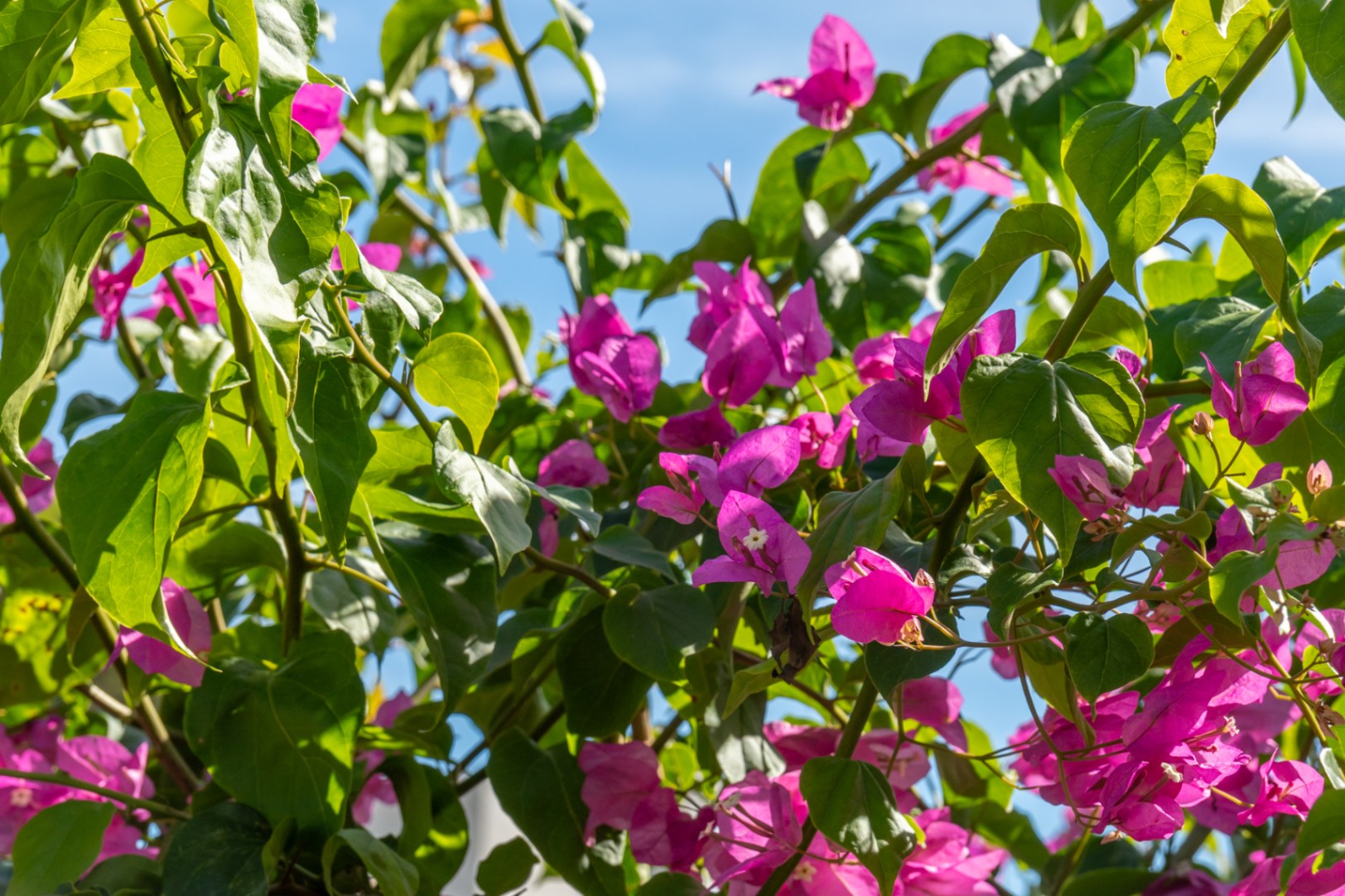 Détail du jardin