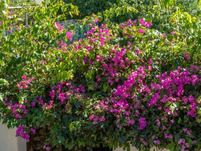 Détail du jardin