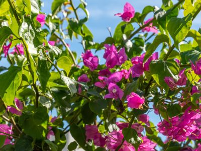 Détail du jardin