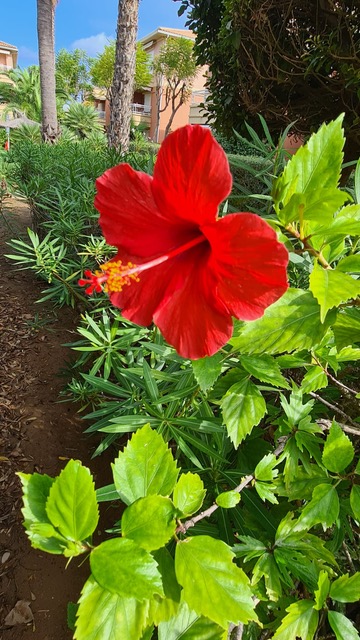 Gros plan d'un hibiscus rouge dans un jardin méditerranéen paysager, entouré de feuillage verdoyant et de palmiers près d'une résidence.