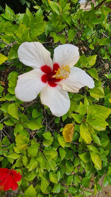 Gros plan d'une fleur d'hibiscus blanche au cœur rouge vif et au pistil jaune, entourée d'un feuillage de jardin verdoyant et dense.