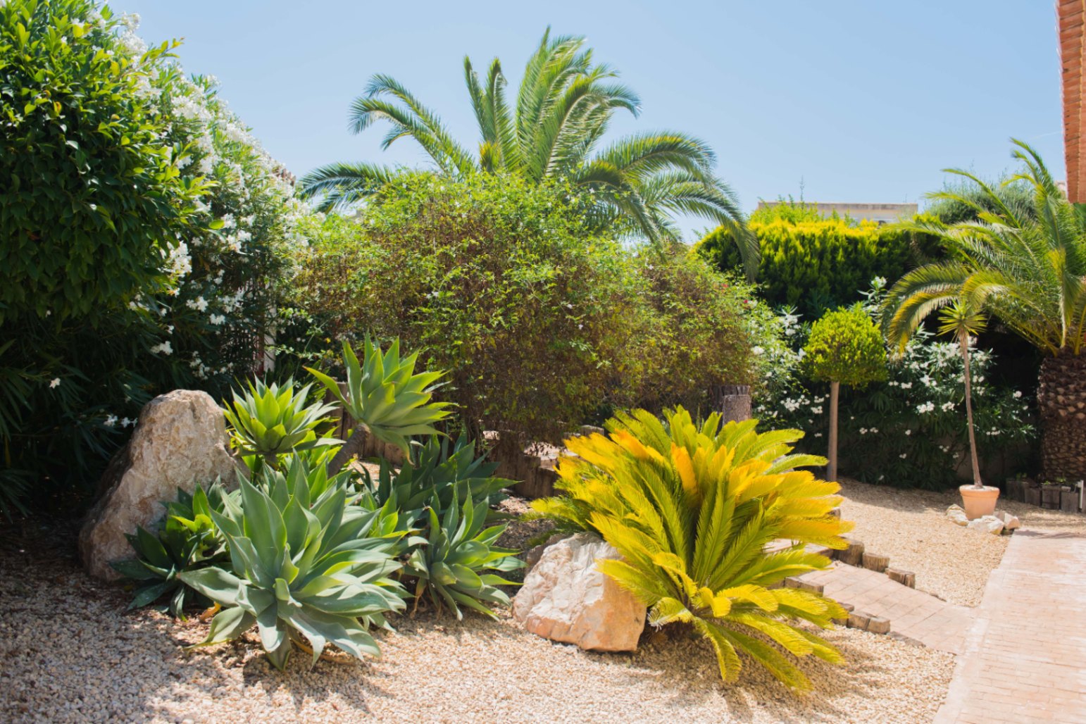 Jardin méditerranéen composé d'agaves, d'un cycas et de palmiers sur gravier clair, agrémenté de roches décoratives et d'un chemin en briques.
