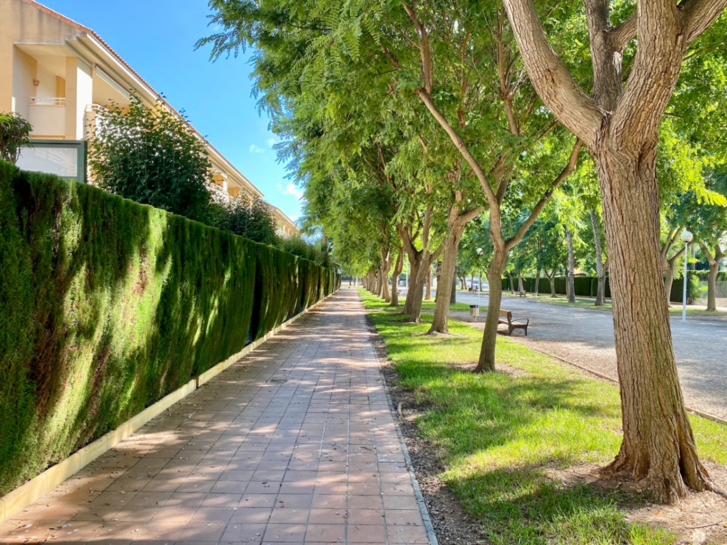 Chemin piétonnier pavé bordé d'une haute haie de cyprès taillés et d'une rangée d'arbres matures offrant de l'ombre à proximité de résidences.