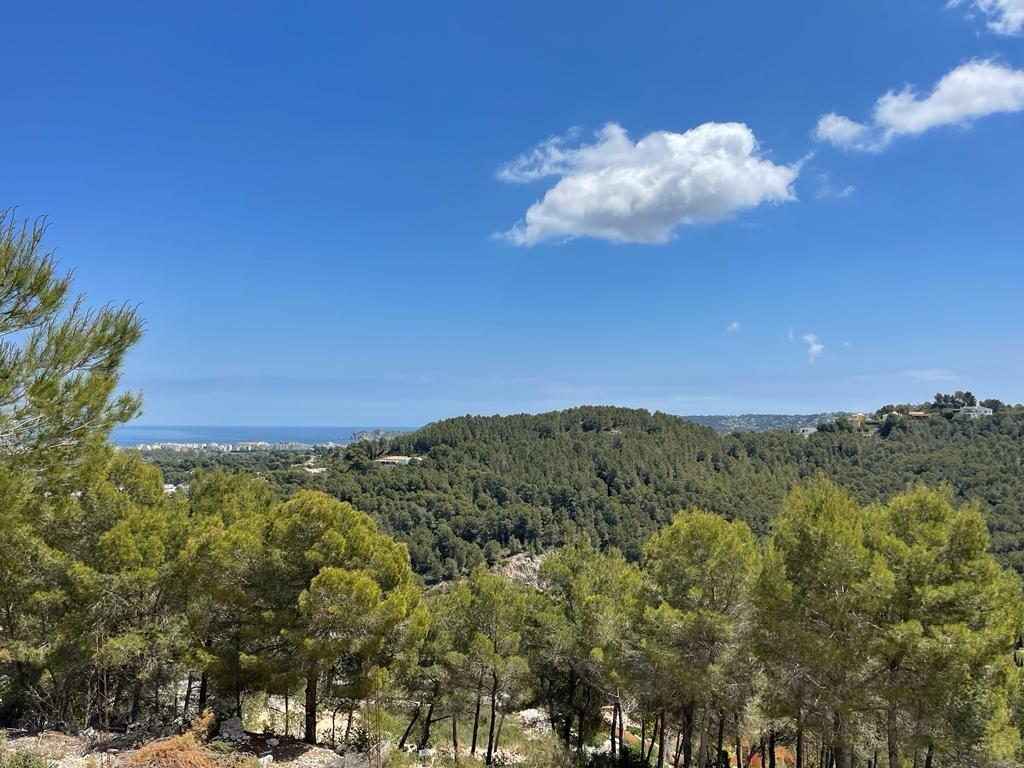 Vue panoramique surélevée surplombant une forêt de pins méditerranéens avec le littoral visible à l'horizon sous un ciel bleu clair.