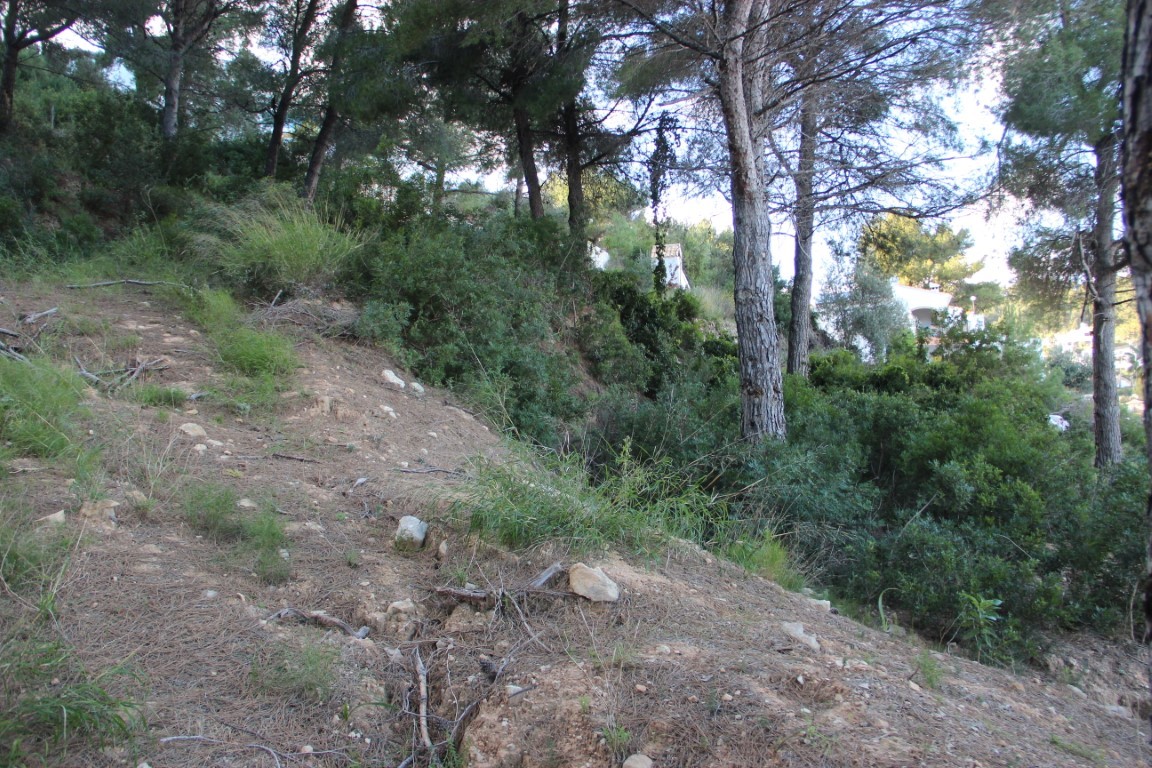 Terrain en pente avec une végétation méditerranéenne naturelle et des pins matures. Des habitations sont visibles à travers la lisière de la forêt.