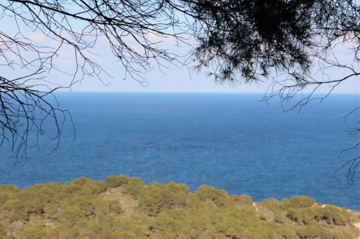 Vue panoramique sur la mer Méditerranée depuis le terrain, encadrée par des branches de pins surplombant une colline boisée et l'horizon bleu.