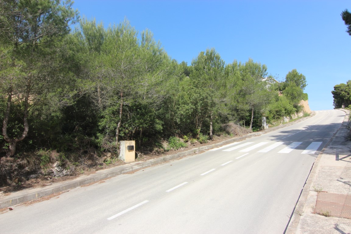 Rue asphaltée avec marquage au sol et raccordements techniques, bordée d'une forêt de pins dans un quartier résidentiel calme et arboré.