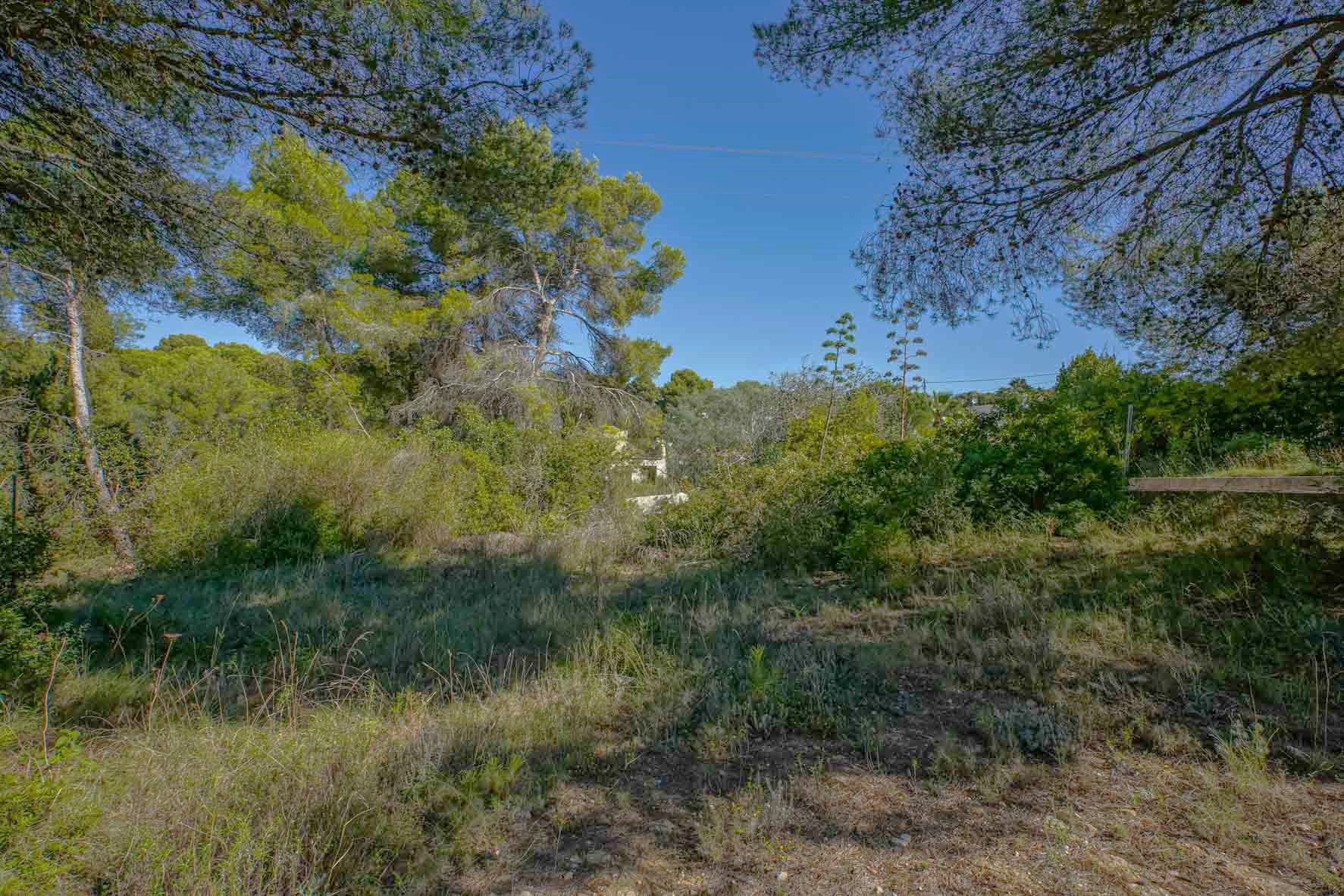 Terrain à bâtir naturel à Portichol, arboré de pins matures et d'une végétation méditerranéenne dense sous un ciel dégagé.