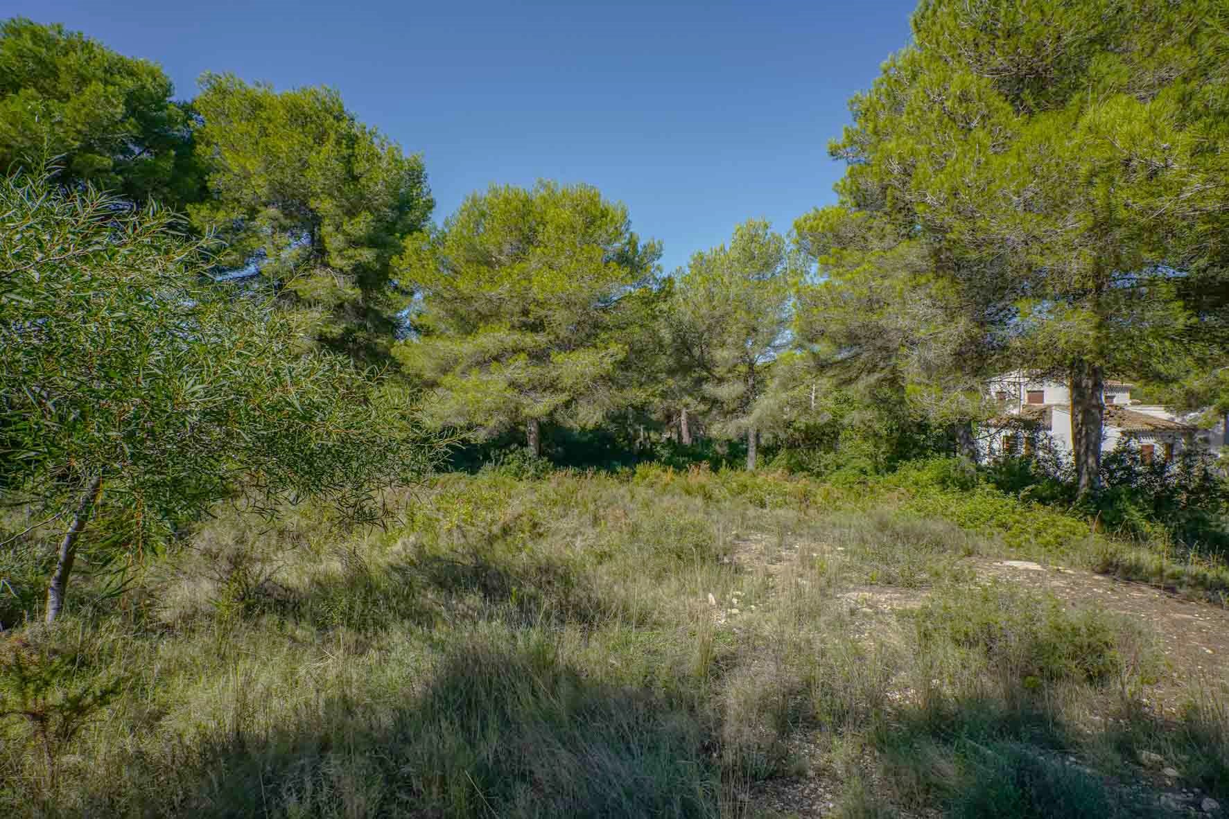 Terrain constructible plat avec des pins matures et une végétation méditerranéenne, situé dans un quartier résidentiel calme et dégagé.
