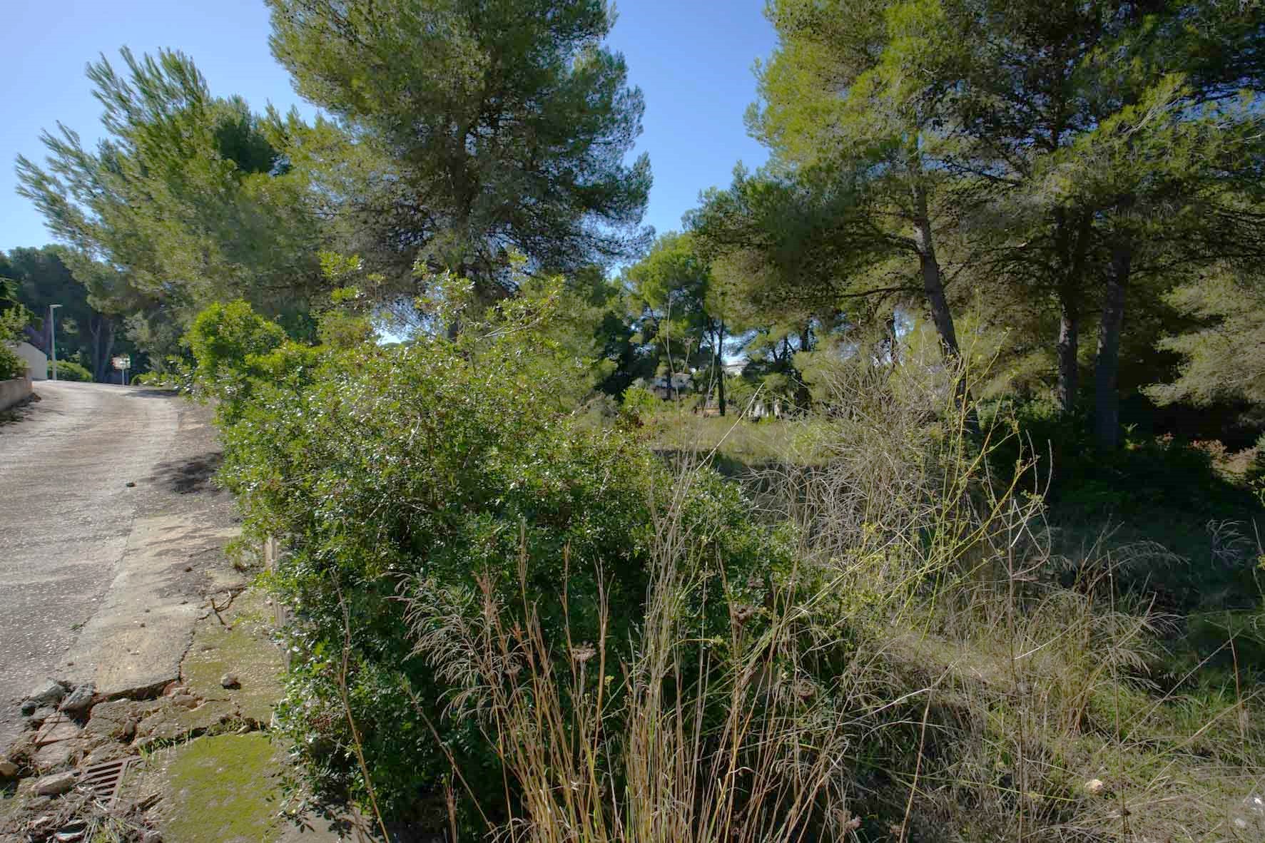 Terrain d'angle avec des pins matures et une végétation méditerranéenne indigène, situé le long d'une route d'accès goudronnée dans un quartier calme.