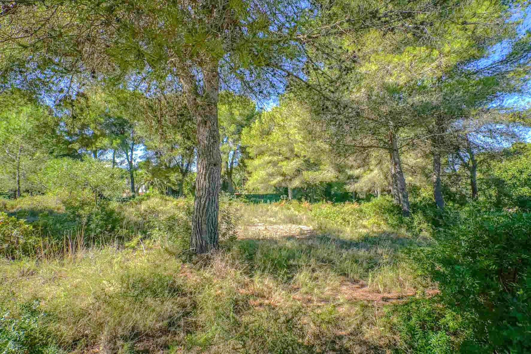 Terrain plat arboré de pins matures et d'une végétation méditerranéenne indigène. L'espace offre un cadre naturel et privé sous une lumière tamisée par les arbres.