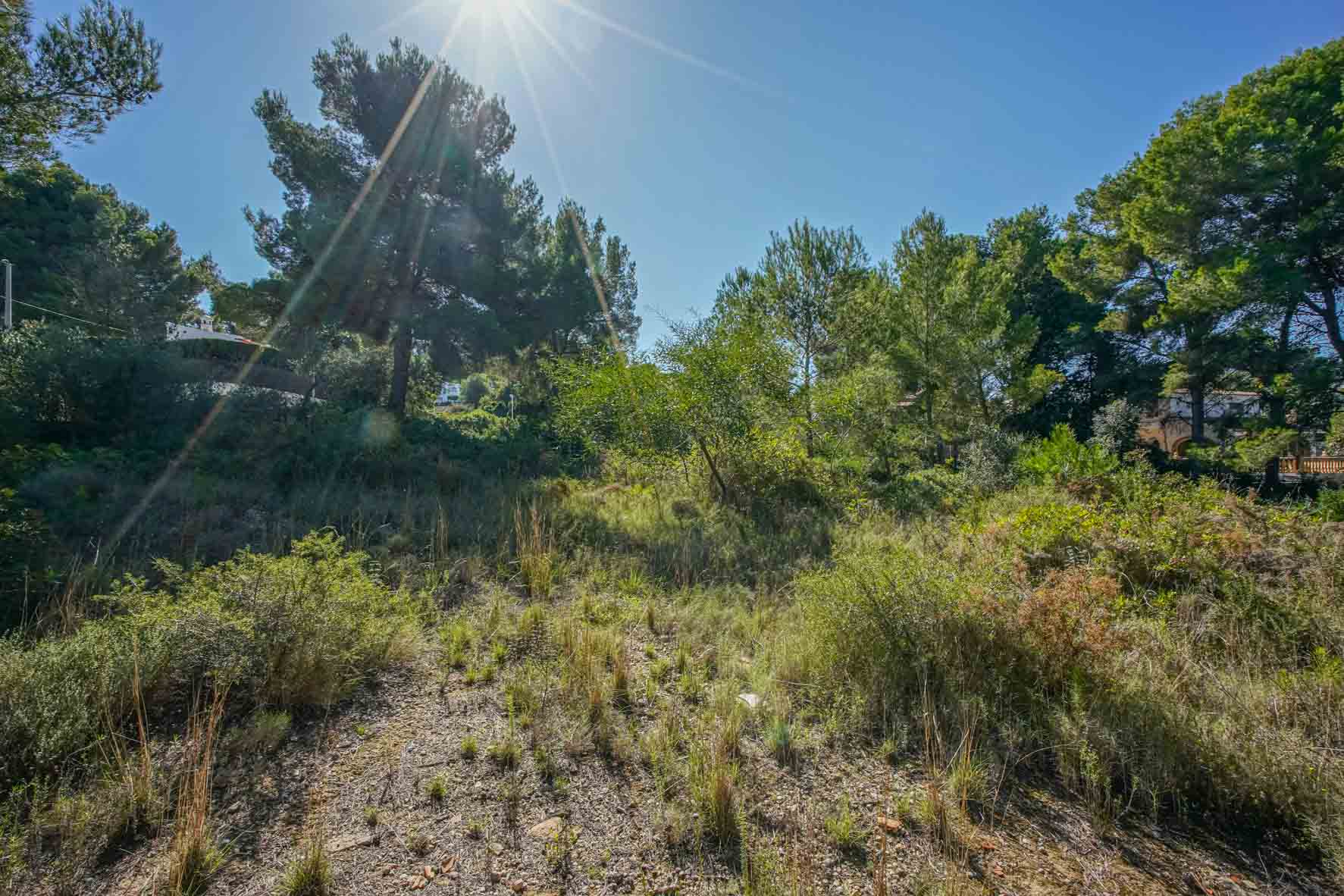 Terrain urbain de 2700 m2 avec pins matures et végétation méditerranéenne, situé dans un quartier calme et bénéficiant d'un ensoleillement optimal.