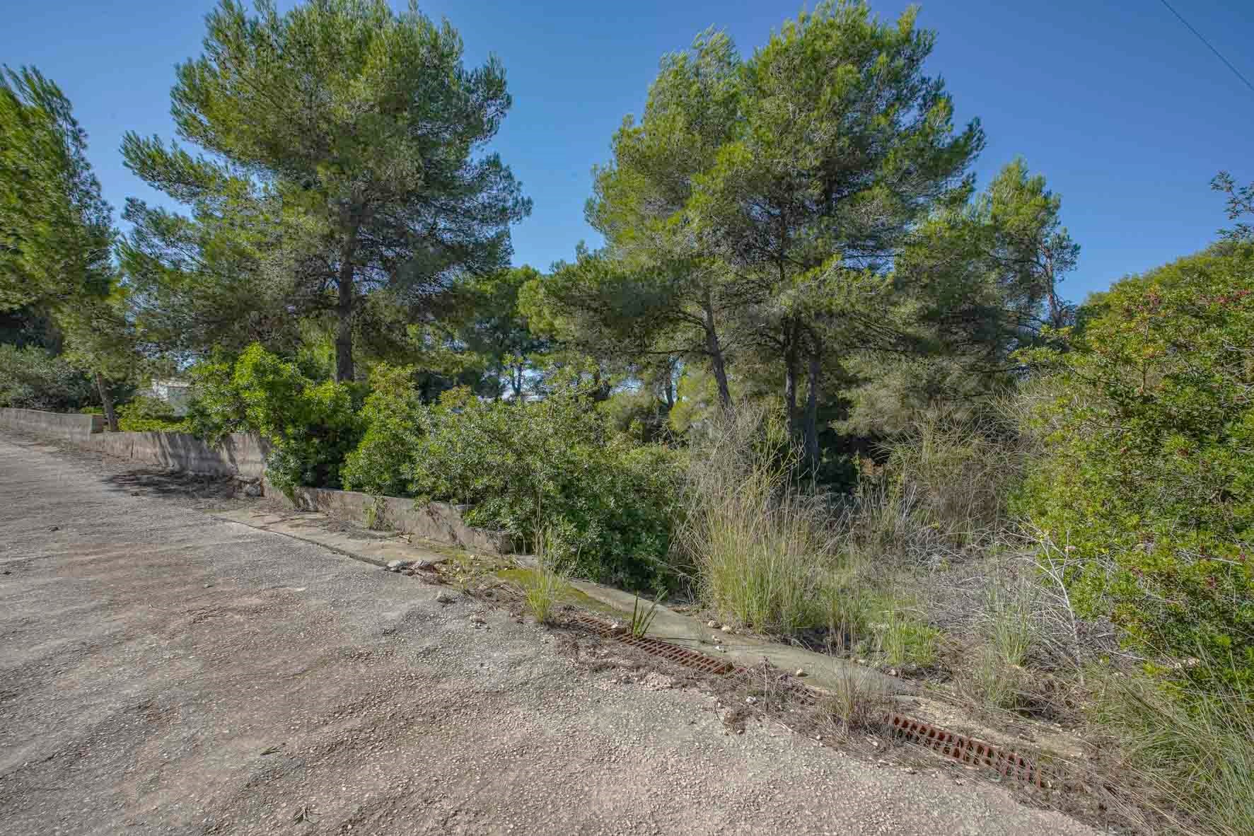 Vue du terrain avec des pins matures et une végétation méditerranéenne, bordée par un chemin d'accès en béton et des murets de soutènement.