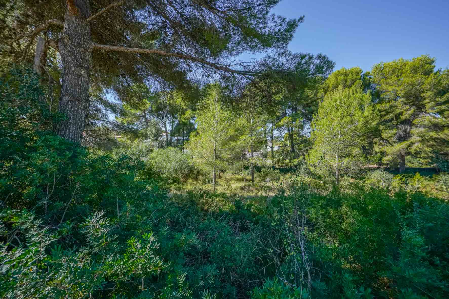 Vue du terrain avec une végétation méditerranéenne dense, comprenant des pins matures et des arbustes indigènes sous un ciel dégagé à Portichol.