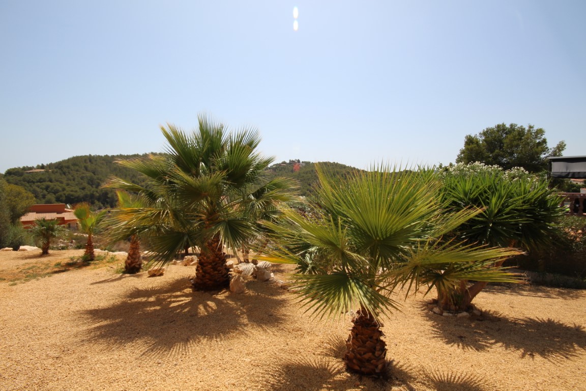 Jardin méditerranéen à faible entretien avec palmiers et yuccas sur gravier, offrant une vue dégagée sur les collines verdoyantes environnantes.