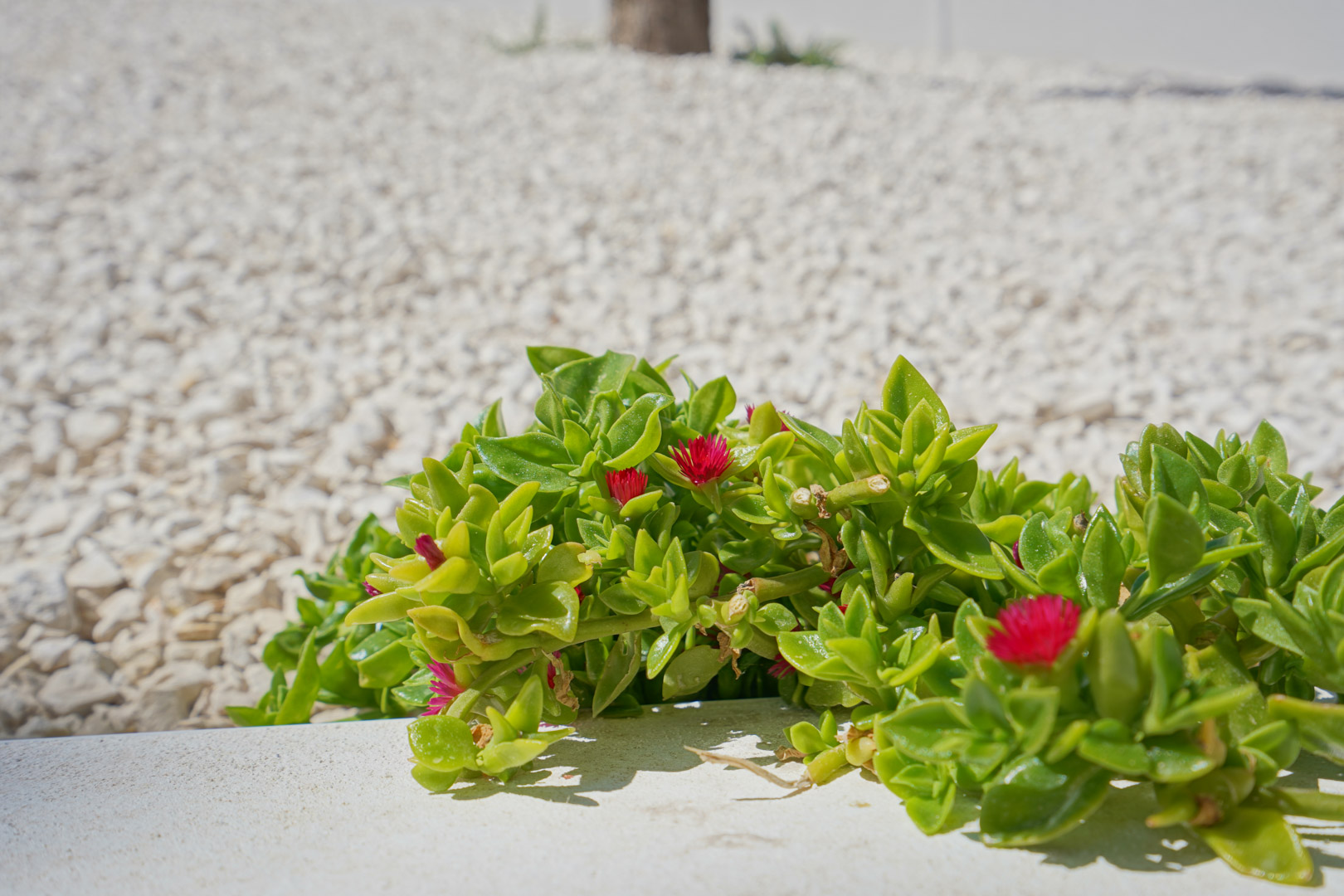 Détail d'une plante succulente à fleurs fuchsia dans le jardin méditerranéen, entourée de gravier blanc décoratif pour un entretien facile.