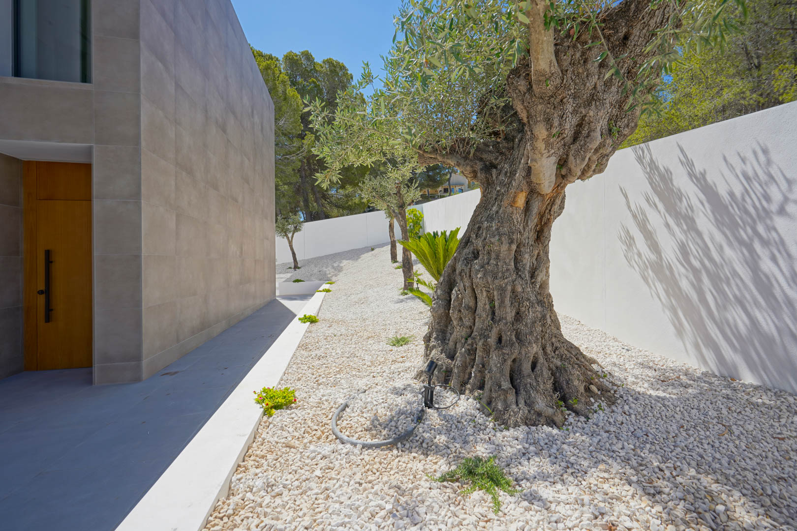 Entrée latérale avec un olivier centenaire sur gravier blanc, façade carrelée grise et porte en bois massif, entourée d'un jardin méditerranéen épuré.