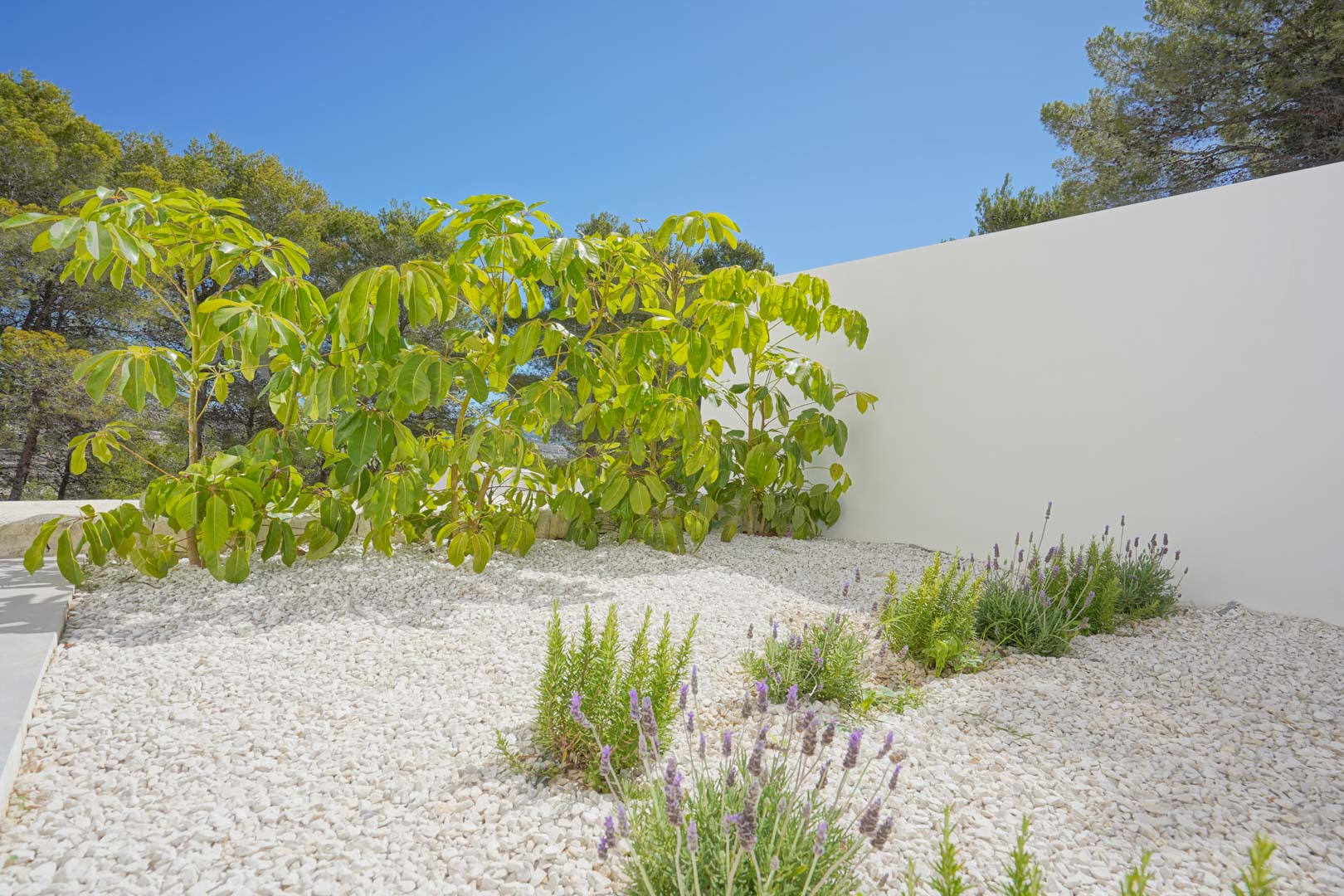 Jardin méditerranéen à faible entretien avec gravier blanc, lavande et arbustes verdoyants devant un mur blanc épuré.