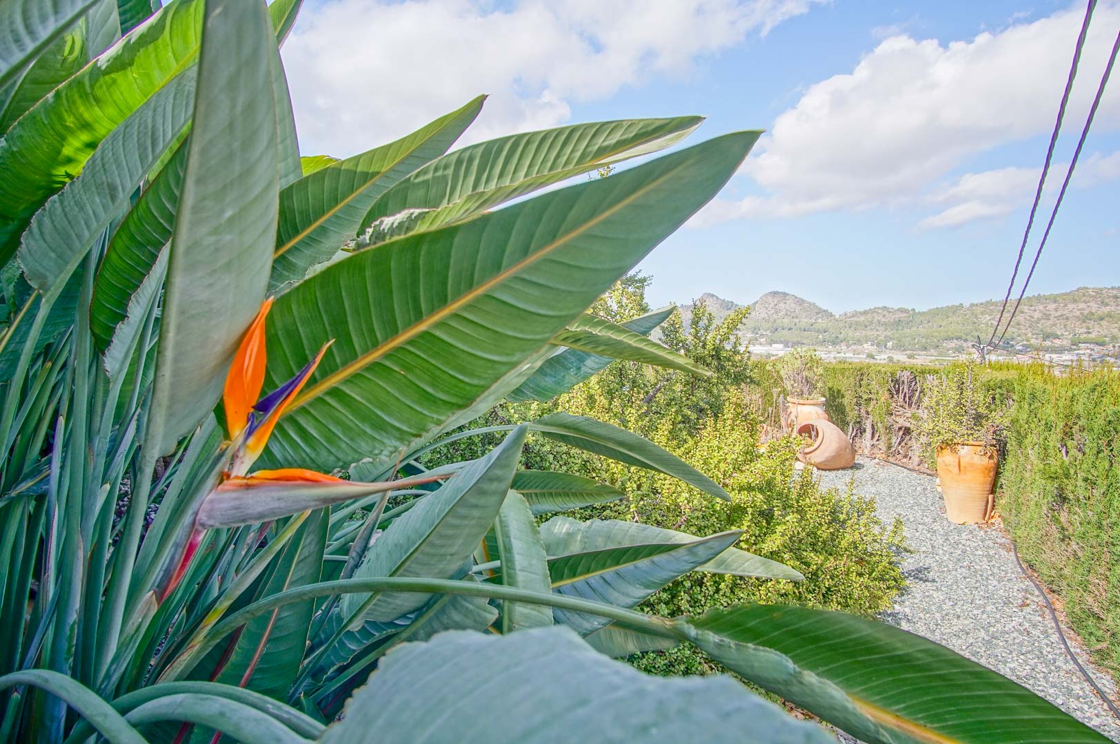Jardin méditerranéen avec une fleur oiseau de paradis, des allées de gravier et des pots en terre cuite offrant une vue sur les montagnes environnantes.