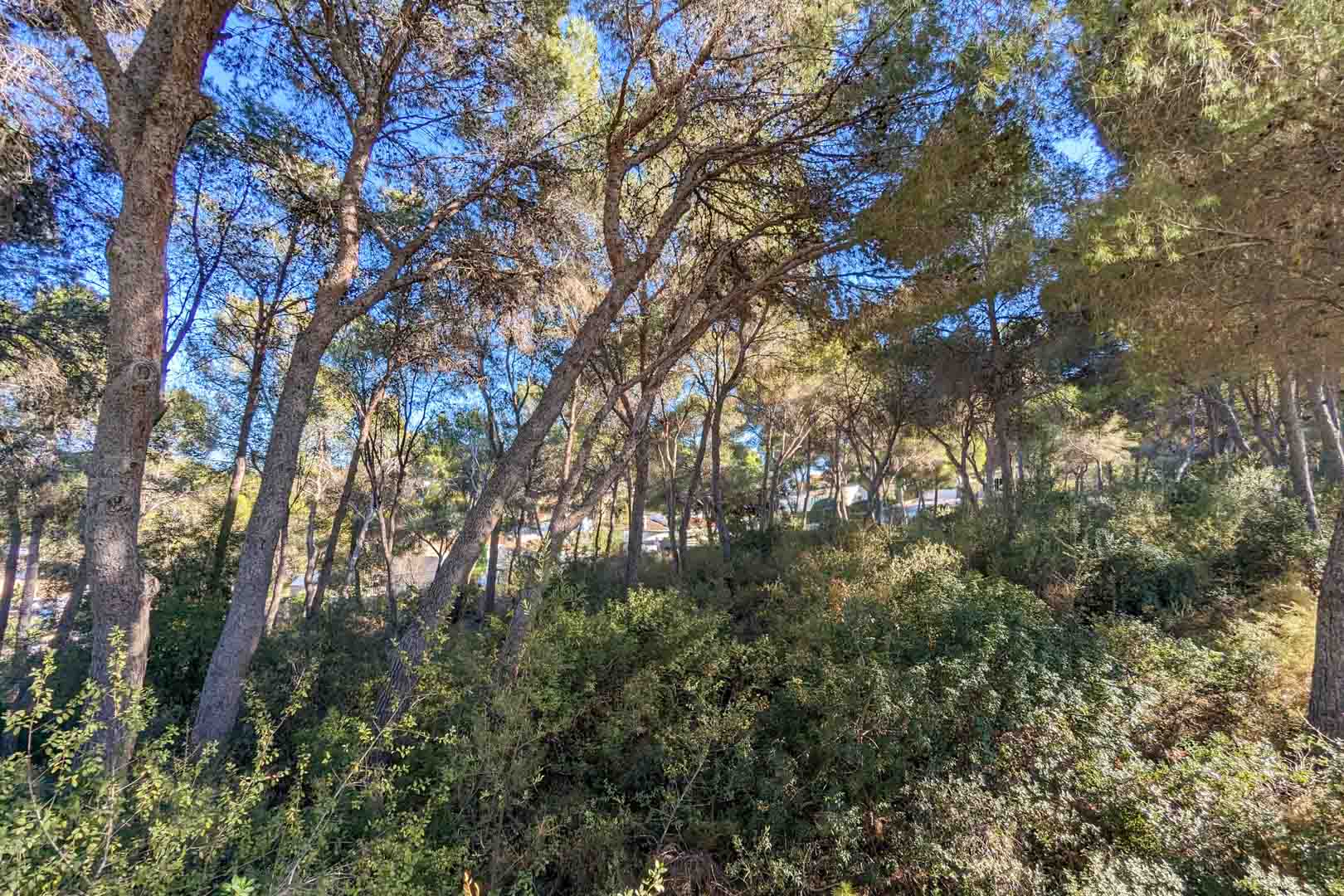 Environnement naturel composé d'une pinède dense et d'une végétation méditerranéenne indigène, offrant intimité et ombre naturelle aux abords de la propriété.
