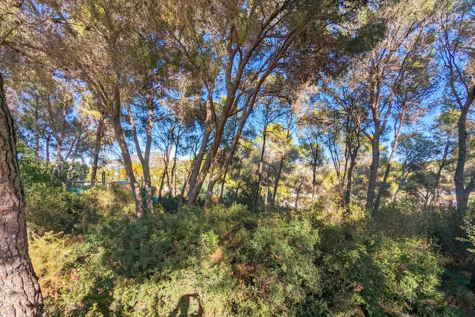 Vue sur l'environnement naturel de la propriété avec des pins matures et une végétation méditerranéenne offrant intimité et fraîcheur.