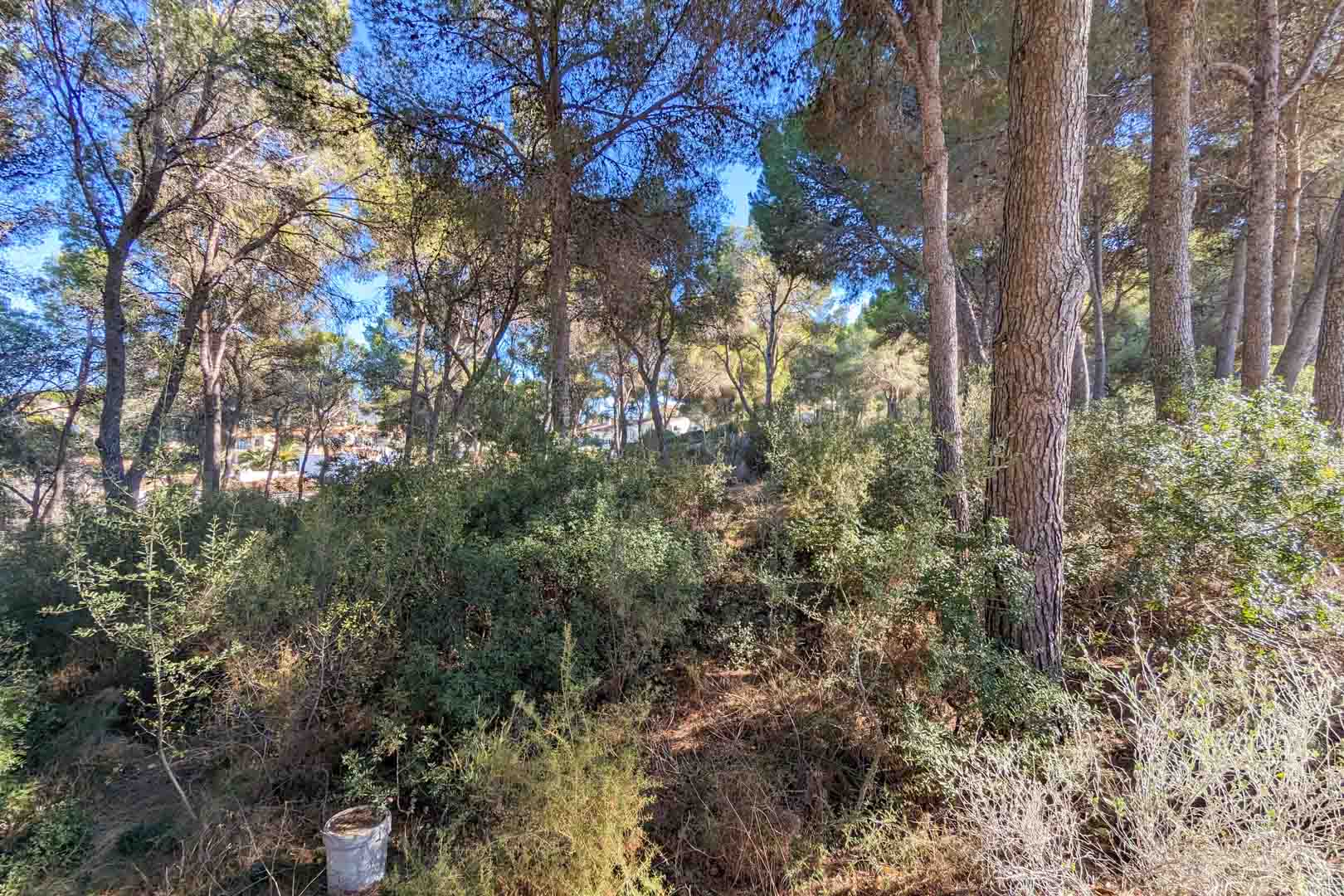 Vue sur l'environnement naturel de la propriété, comprenant une pinède mature et une végétation méditerranéenne indigène sur un terrain en pente.