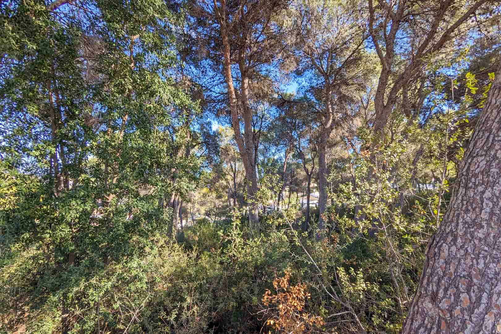 Vue sur l'environnement naturel de la propriété, comprenant une pinède méditerranéenne dense et une végétation indigène offrant intimité et ombre.