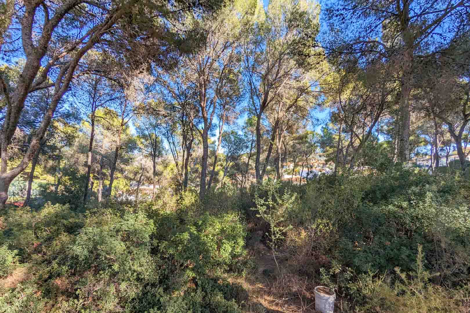 Vue sur l'environnement naturel de la propriété, comprenant une pinède méditerranéenne dense et une végétation locale sous un ciel dégagé.