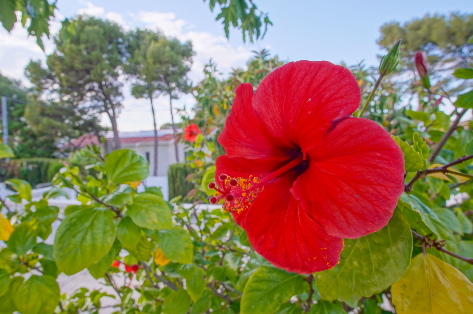 Gros plan d'un hibiscus rouge dans le jardin méditerranéen, avec la façade blanche de la villa et des pins parasols en arrière-plan.