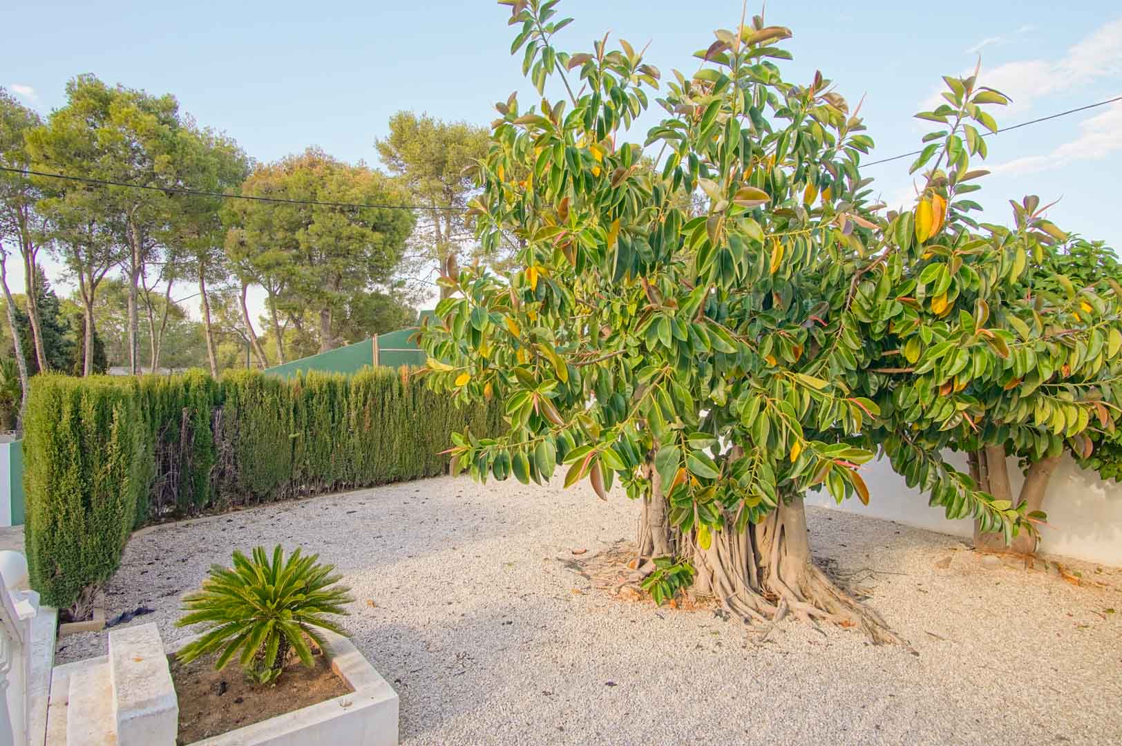 Jardin méditerranéen avec sol en gravier, grand Ficus aux racines aériennes et haies de cyprès offrant une intimité totale.